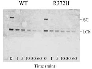 Anti-Factor VIII Antibody - image 1