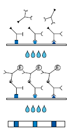 Mikrogen Diagnostik Treponema IgM/recomLine Lateral Strip Test Kit - image 4
